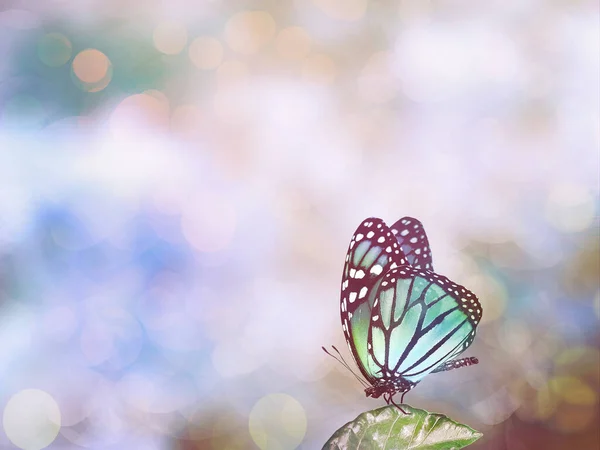 San Valentino sfondo con farfalla — Foto Stock