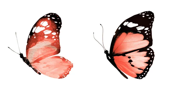 Dva Přírodní Akvarel Motýli Izolované Bílém Pozadí — Stock fotografie