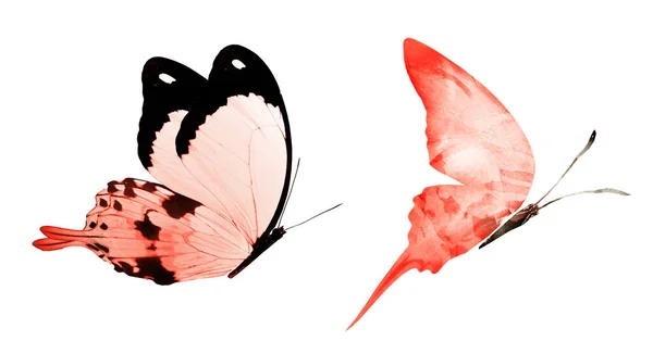 Két Természetes Akvarell Pillangók Elszigetelt Fehér Alapon — Stock Fotó
