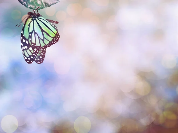 Sfondo Sfocato Con Farfalla Volante Bokeh — Foto Stock