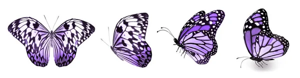 Color Butterflies Isolated White Background — Stock Photo, Image