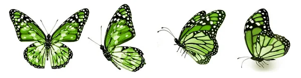 Цвет Бабочки Изолированы Белом Фоне — стоковое фото