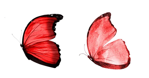 Two Natural Watercolor Butterflies Isolated White Background — Stock Photo, Image