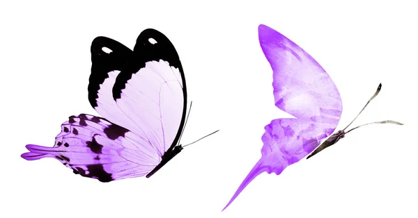 Deux Papillons Naturels Aquarelles Isolés Sur Fond Blanc — Photo