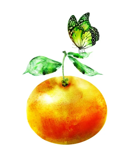 Waterkleur Citrus Met Vlinder — Stockfoto