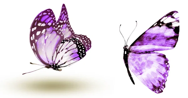 Two Watercolor Butterflies Isolated White Background — Stock Photo, Image