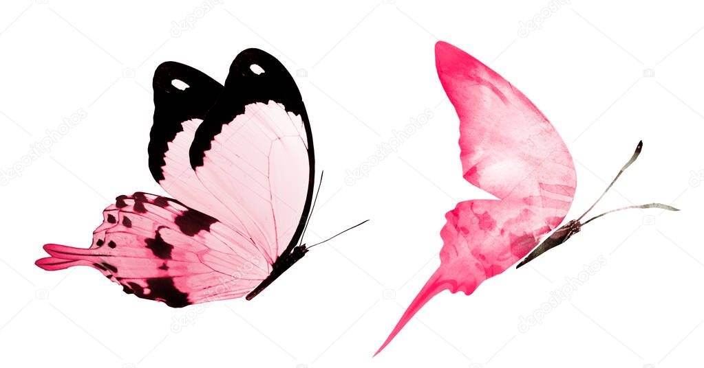 Two natural and watercolor butterflies isolated on white background