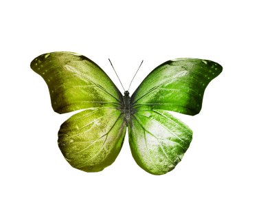 Beyaz arka plan üzerinde izole ipten kelebek