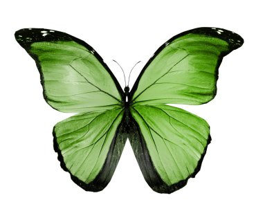 Beyaz arka plan üzerinde izole ipten kelebek