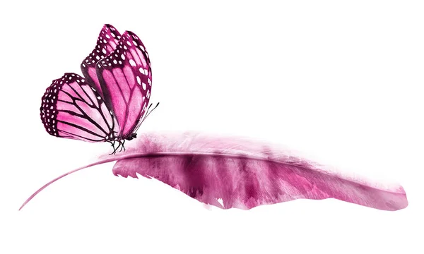 Akvarelové Peří Motýlem Izolované Bílém Pozadí — Stock fotografie