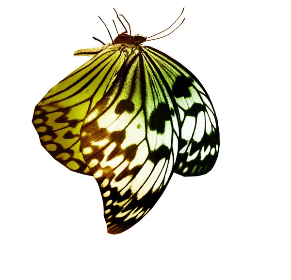 Color Butterfly Isolated White Background — Stock Photo, Image