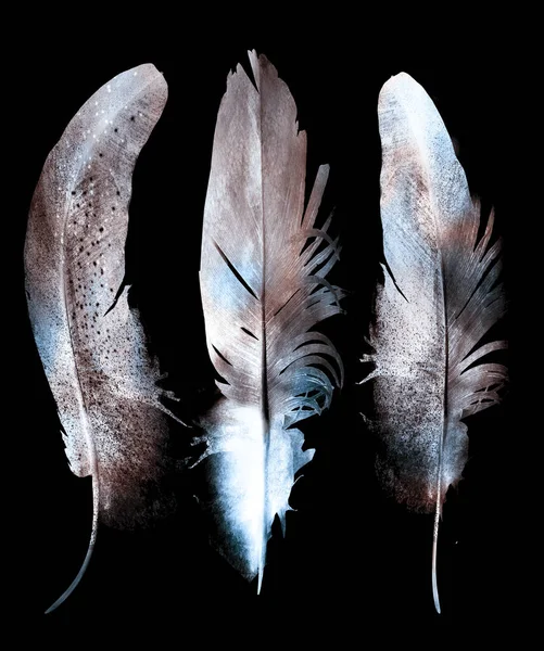 Watercolor Feathers Black — Stock Photo, Image