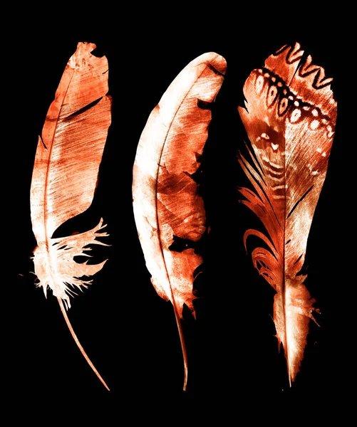 Watercolor Feathers Black — Stockfoto