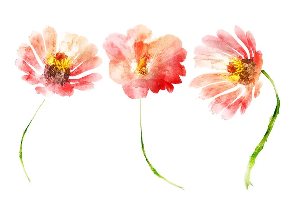 Aquarel bloemen, geïsoleerd op witte achtergrond — Stockfoto