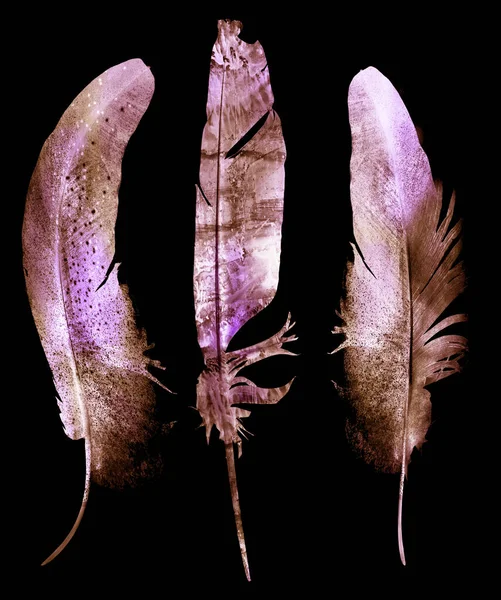 Watercolor Feathers Black — Stock Photo, Image