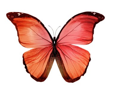 Beyaz arka plan üzerinde izole ipten kelebek