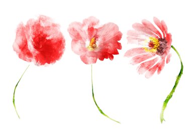 Suluboya çiçekleri, beyaz arkaplanda izole