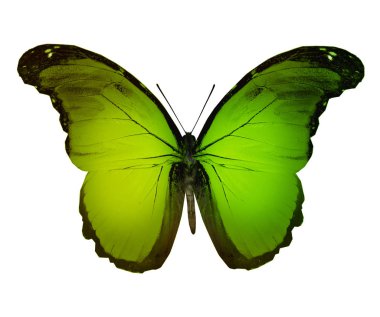 Beyaz arka plan üzerinde izole ipten kelebek