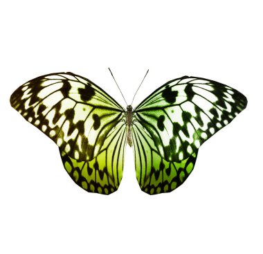 Beyaz arka plan üzerinde izole ipten kelebek