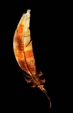 Siyah üzerine suluboya tüy