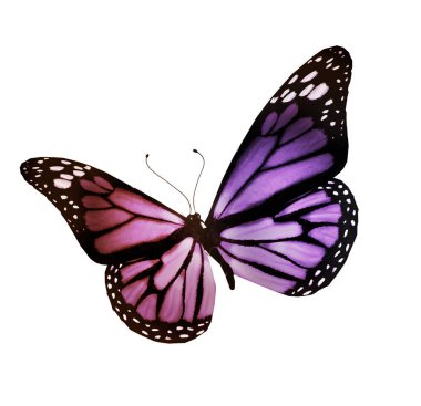 Beyaz arka plan üzerinde izole ipten kelebek