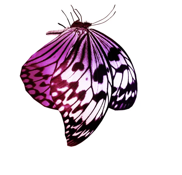 Πεταλούδα Χρώματος Που Απομονώνονται Λευκό Φόντο — Φωτογραφία Αρχείου