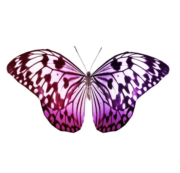 Color Mariposa Aislada Sobre Fondo Blanco —  Fotos de Stock