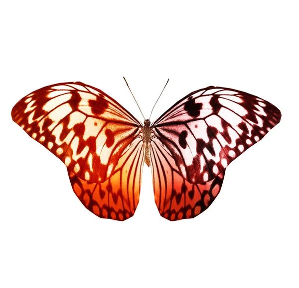 Кольоровий Метелик Ізольований Білому Тлі — стокове фото