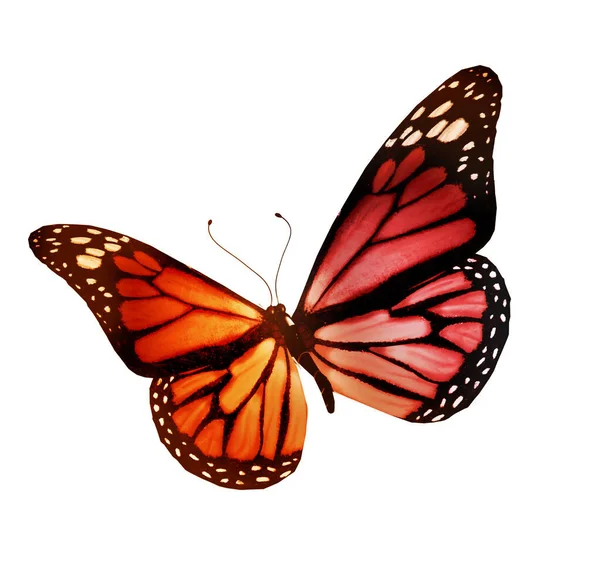 Kolor Motyl Białym Tle — Zdjęcie stockowe
