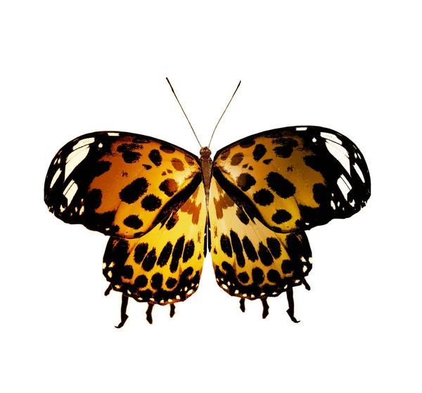 孤立在白色背景的彩色蝴蝶 — 图库照片