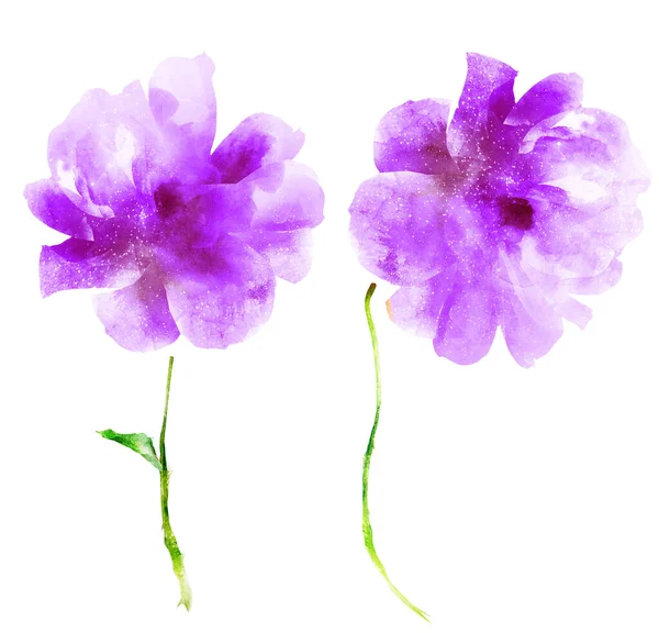 Flores de acuarela, aisladas sobre fondo blanco —  Fotos de Stock