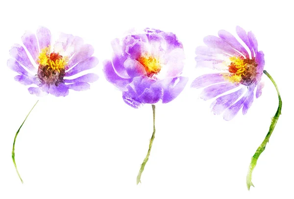 Flores de acuarela, aisladas sobre fondo blanco —  Fotos de Stock