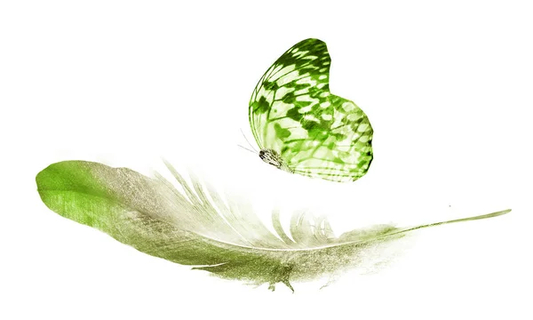 Aquarell Federn Mit Schmetterling Isoliert Auf Weißem Hintergrund — Stockfoto