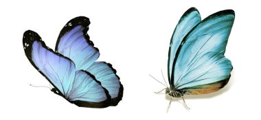 Beyaz arka planda izole edilmiş renkli kelebekler.