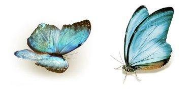 Beyaz arka planda izole edilmiş renkli kelebekler.