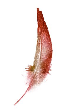 beyaz üzerine suluboya tüy