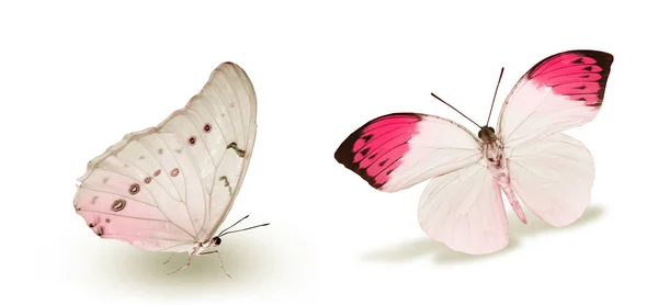 Mariposas Color Aisladas Sobre Fondo Blanco —  Fotos de Stock