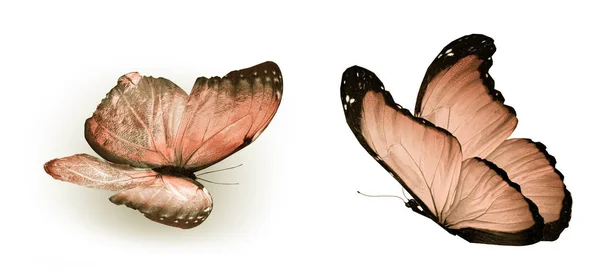 Farfalle Colore Isolate Sfondo Bianco — Foto Stock