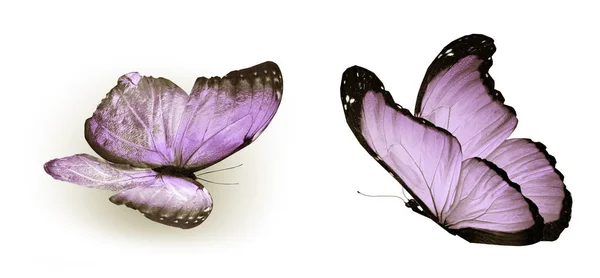 Mariposas Color Aisladas Sobre Fondo Blanco — Foto de Stock