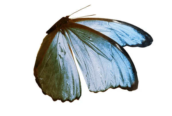 Цвет Бабочки Изолированные Белом Фоне — стоковое фото