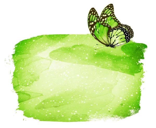 Aquarell Hintergrund Mit Schmetterling Auf Weiß — Stockfoto