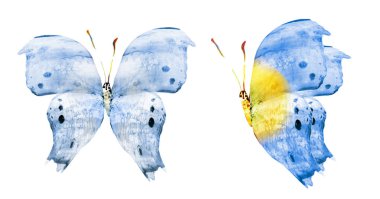 Beyaz arka planda izole edilmiş iki suluboya kelebek.