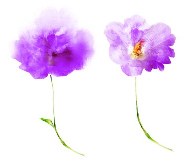 Suluboya çiçekleri, beyaz arkaplanda izole