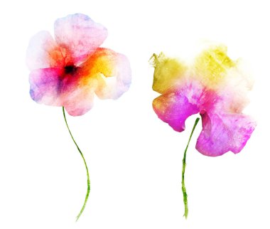 Suluboya çiçekleri, beyaz arkaplanda izole