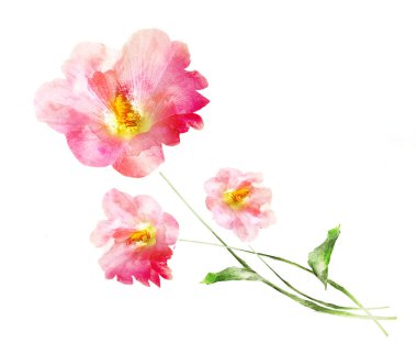 Suluboya çiçekleri, beyaz arkaplanda izole