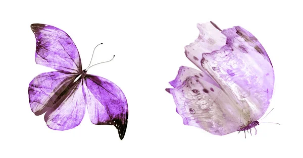 Dwa Motyle Akwarelowe Odizolowane Białym Tle — Zdjęcie stockowe