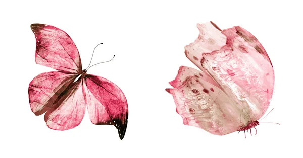 Two Watercolor Butterflies Isolated White Background — Stock Photo, Image
