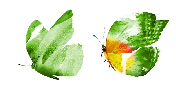 Due Farfalle Acquerello Isolate Sfondo Bianco — Foto Stock
