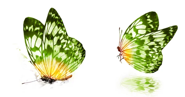 Δύο Πεταλούδες Ακουαρέλας Απομονωμένες Λευκό Φόντο — Φωτογραφία Αρχείου