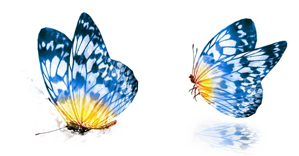 Zwei Aquarell Schmetterlinge Isoliert Auf Weißem Hintergrund — Stockfoto